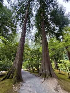 Two very tall conifer trees stand on either side of a walking path, their trunks covered in moss near the base, set against the peaceful greenery of the Japanese Garden in Portland. 