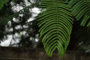 Close-up of a fresh green fern leaf with delicate, feathery leaflets against a dark, blurred background.