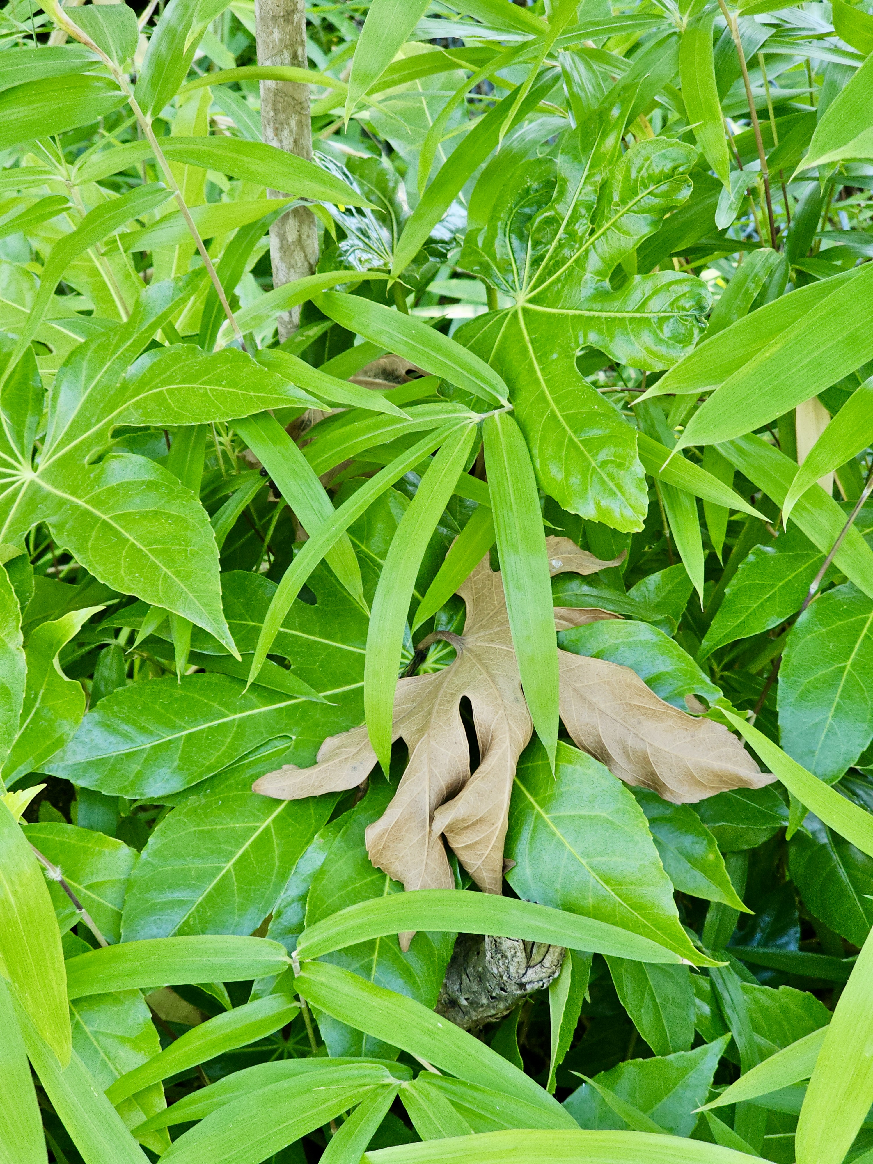 Fatsia japonica and bamboo leaves form a lush, layered texture in a shady corner. Captured at the Oregon Zoo, Portland.
