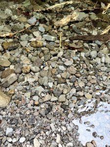 Clear shallow water with many smooth, colorful pebbles in the Columbia River Gorge National Scenic Area, Oregon. The riverbed shows beautiful stone textures.   