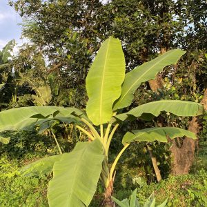 A vibrant banana plant with large, broad green leaves stands prominently in the foreground, surrounded by lush greenery and trees in the background