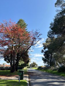 A scenic view of a quiet street lined with trees, featuring a vibrant red tree on the left and a tall pine tree in the background.