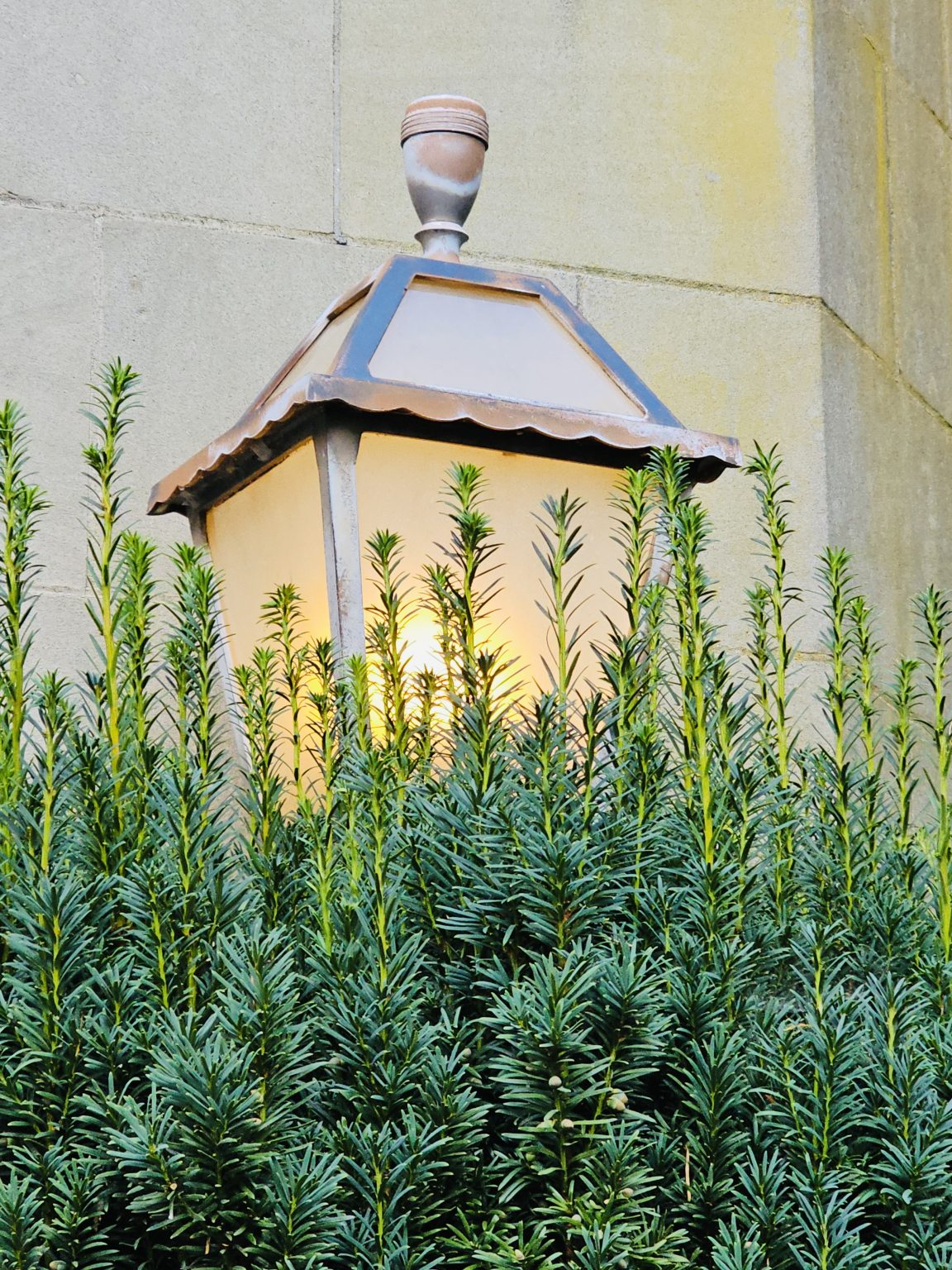 A glowing wall lantern is partly covered by tall green bushy plants. Shot in the evening at Pittock Mansion, Portland.
