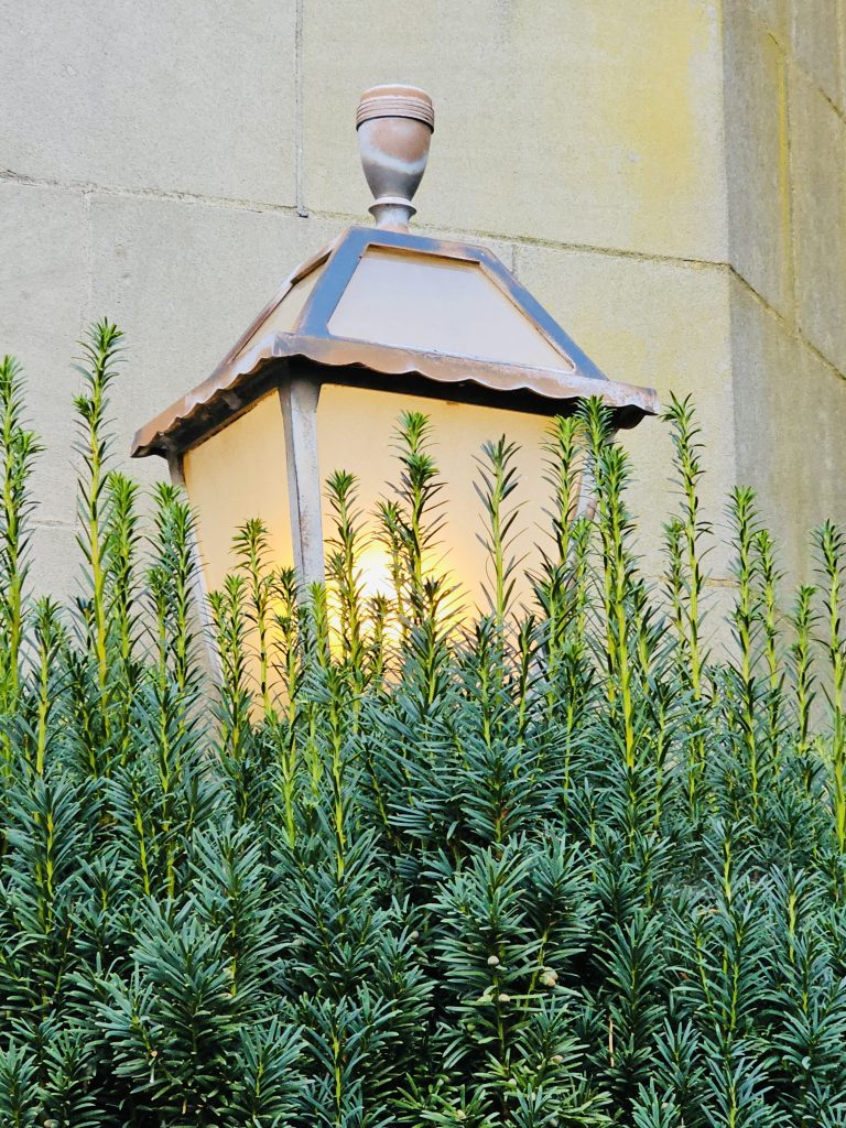 A glowing wall lantern is partly covered by tall green bushy plants. Shot in the evening at Pittock Mansion, Portland.