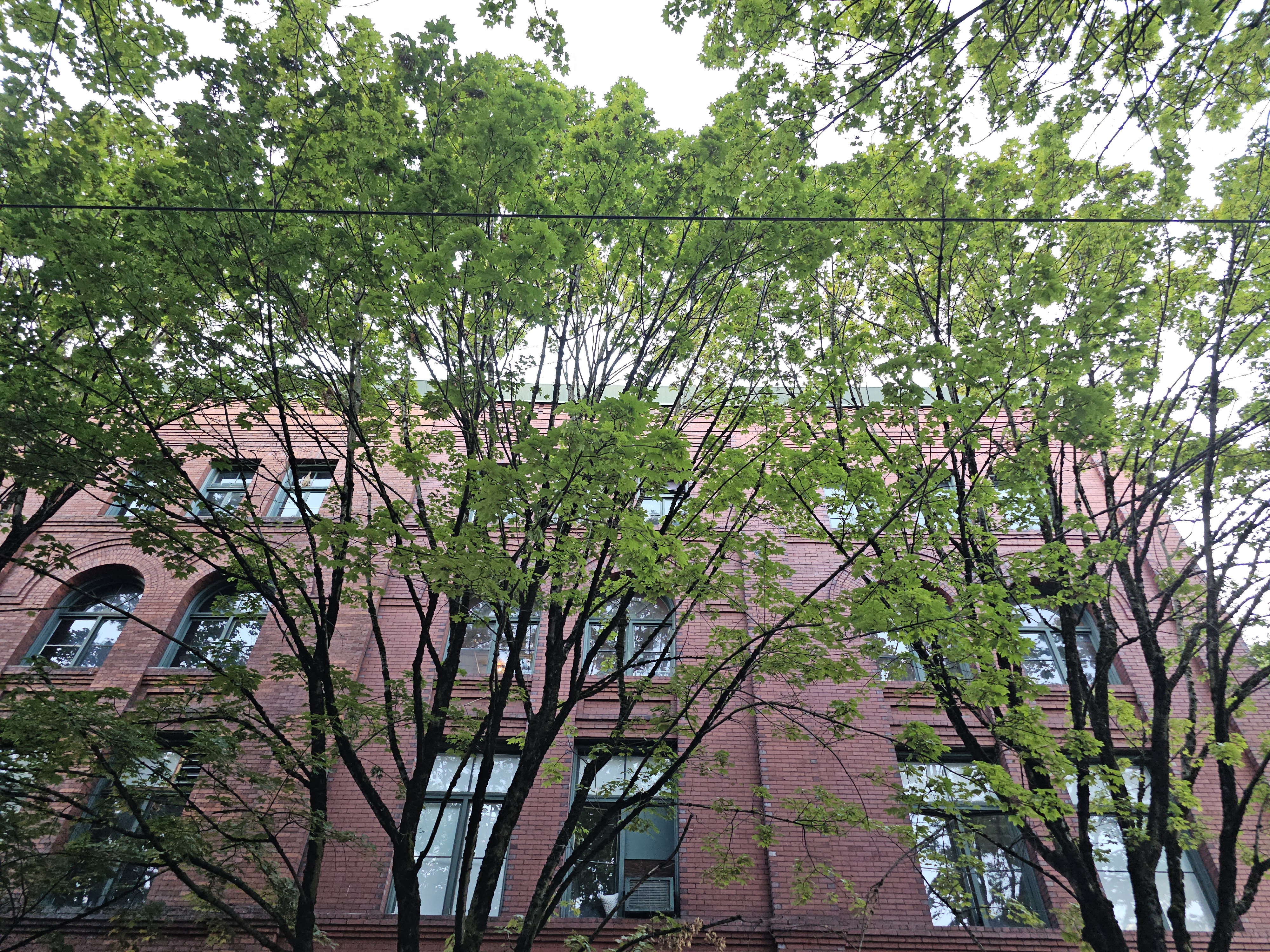 A red brick building partially hidden behind a row of green trees. The branches and leaves cover the building’s upper windows, an evening shot from downtown Portland.