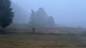 A field with trees partly obscured by morning mist.