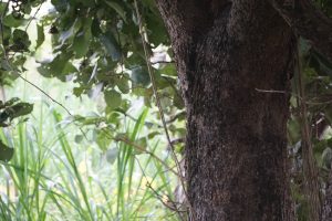 A close-up view of a textured tree trunk surrounded by green foliage.