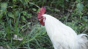 A white chicken with a bright red comb and wattles is foraging among green grass and foliage.