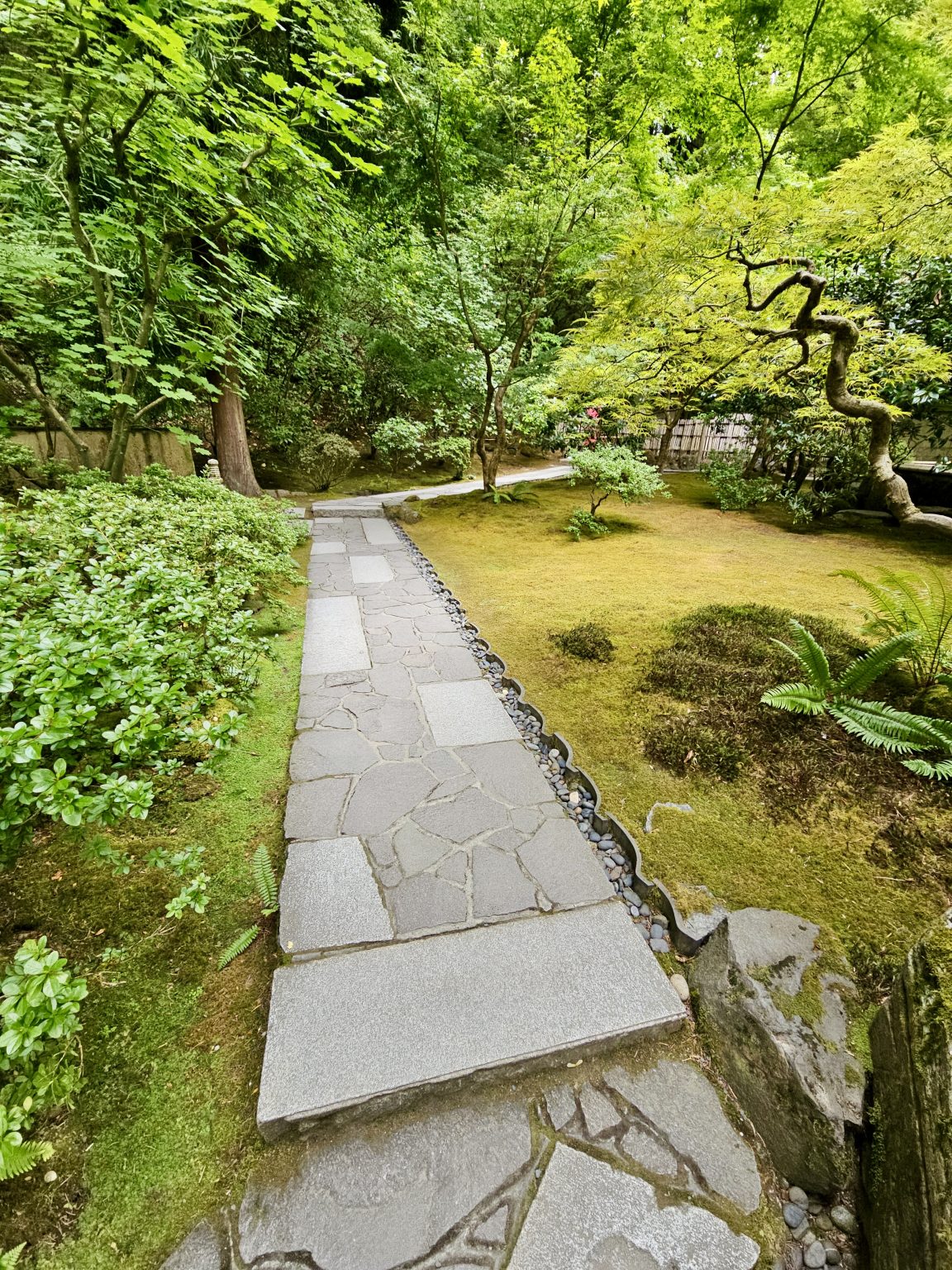 A quiet stone path winds through a serene garden, lined with moss, ferns, and towering trees. Taken at Portland Japanese Garden.