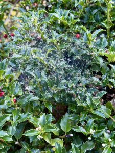 A thick spider web with trapped plant fluff spread across the spiky green leaves of a holly bush with red berries, captured near Tilikum Crossing Bridge, Portland. 