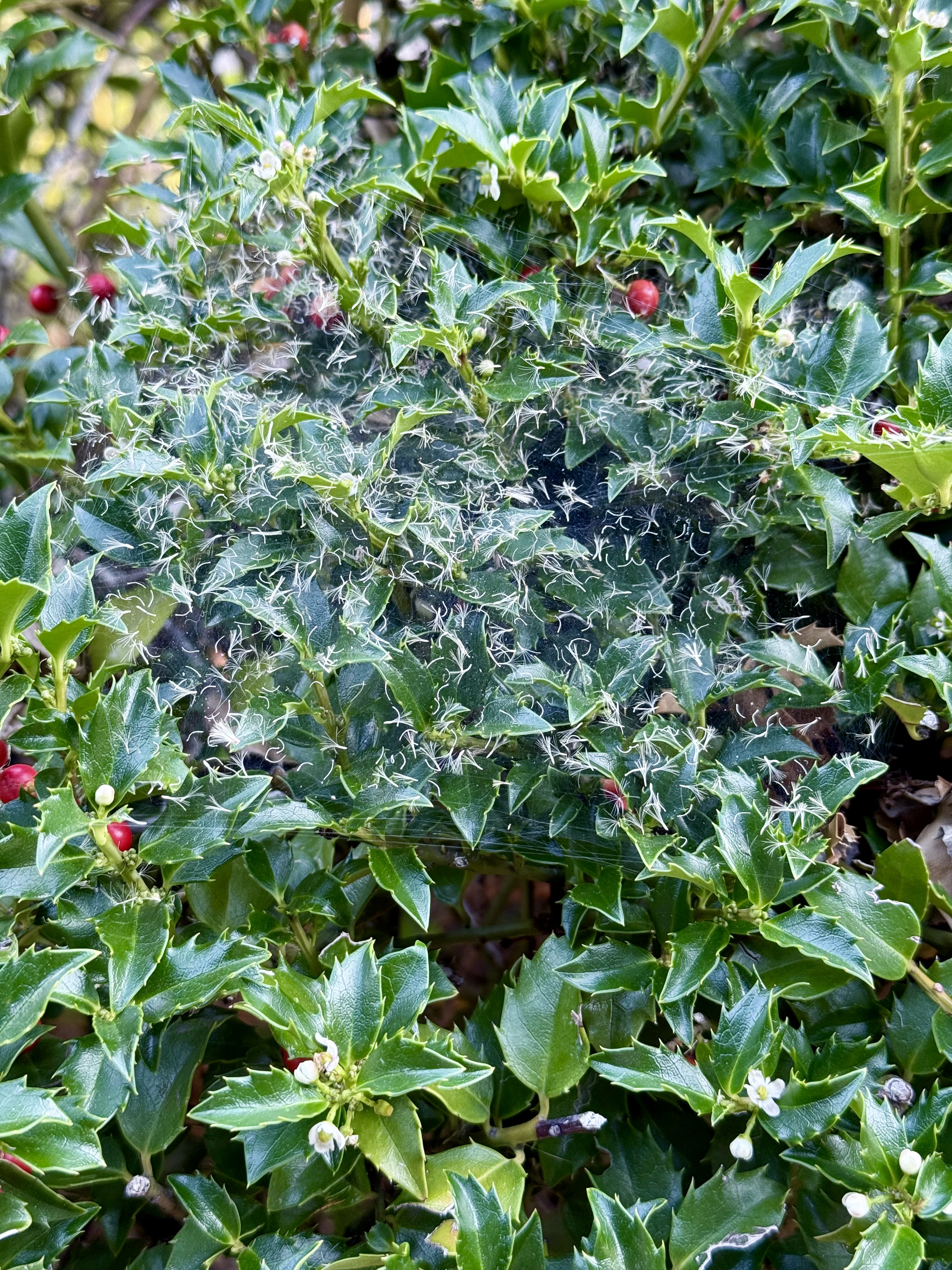 A thick spider web with trapped plant fluff spread across the spiky green leaves of a holly bush with red berries, captured near Tilikum Crossing Bridge, Portland.