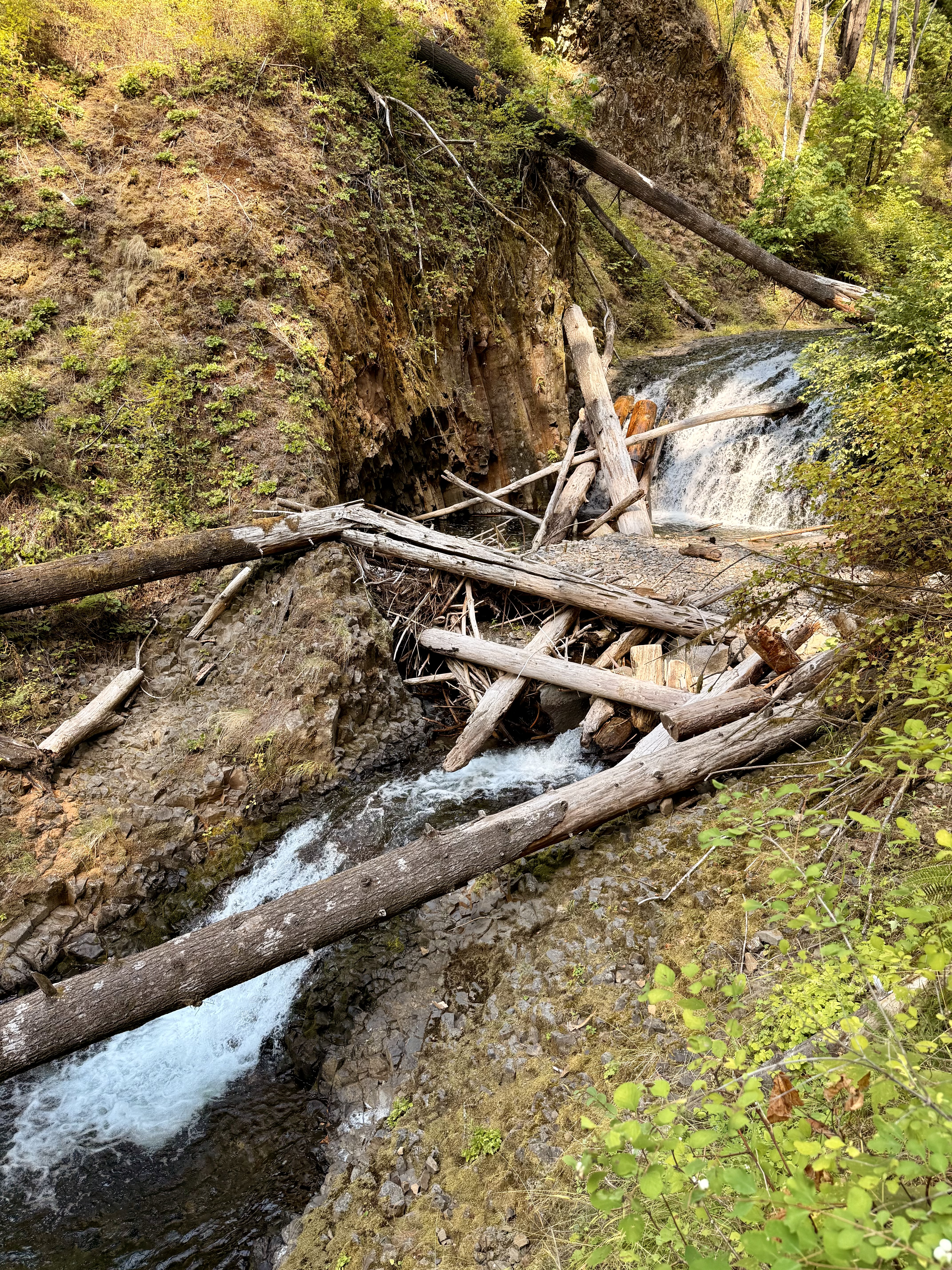 A beautiful creek rushes through the rocky forest floor, weaving under a pile of fallen logs in the Columbia River Gorge National Scenic Area, Oregon. 