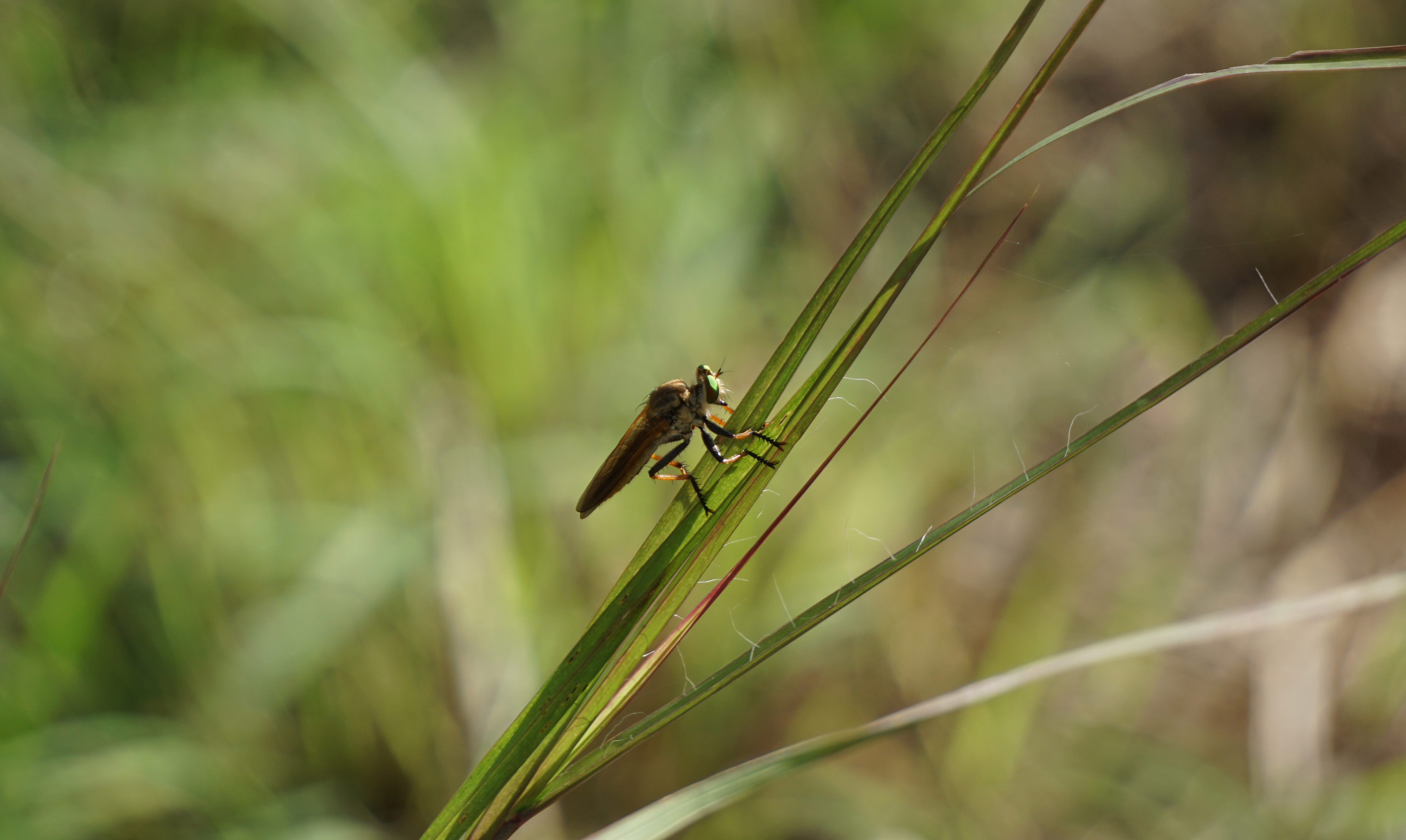 Close-up of a brown insect with long legs and large eyes resting on a thin green grass blade.