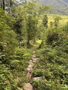 

A winding stone path descends through lush greenery with bamboo and ferns.
