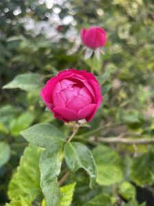 Partially open pink rosebud with green leaves, a blurred second bud, and soft bokeh background.