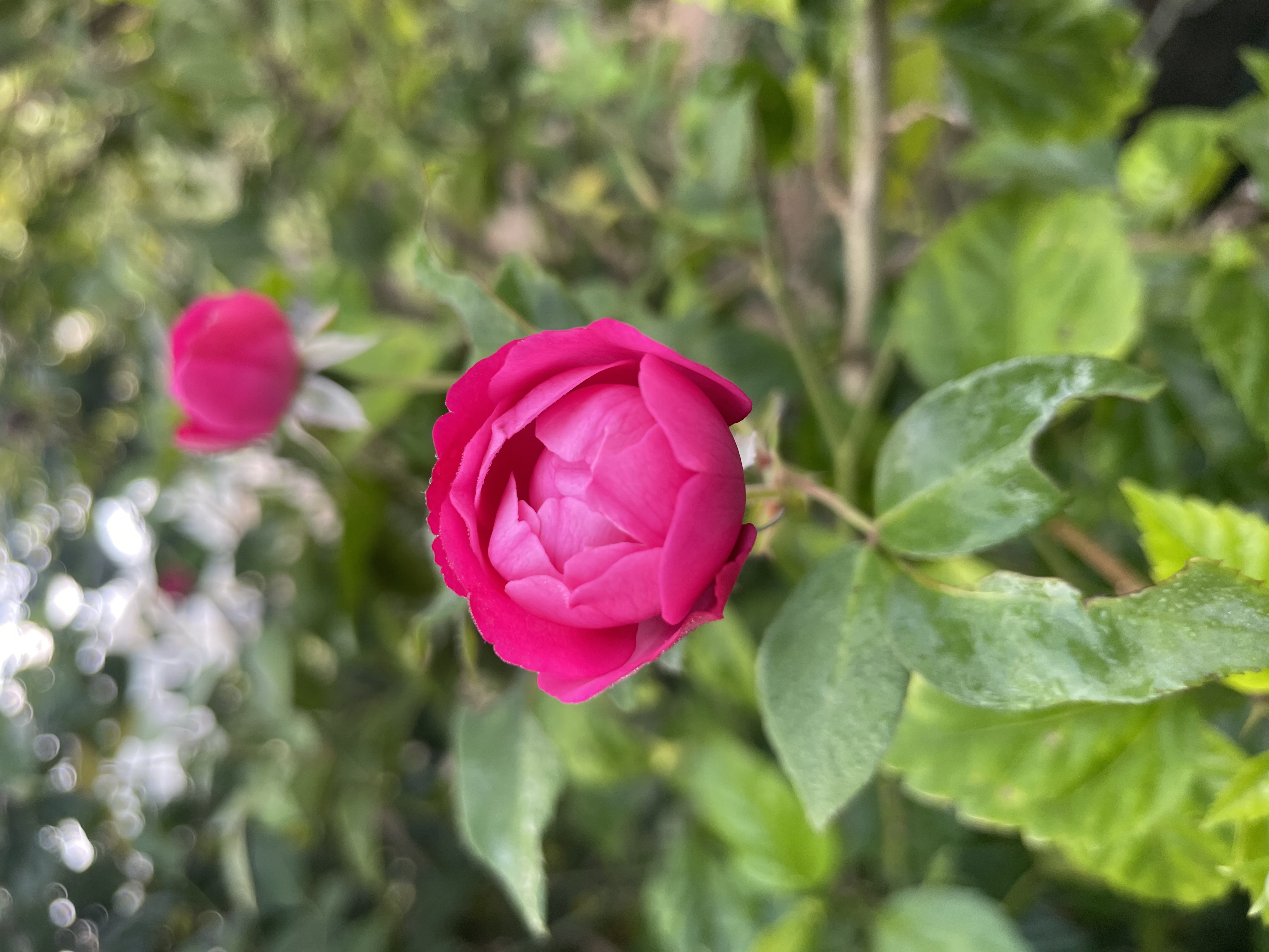 WordPress photo 47568d4fd8 | WordPress.org