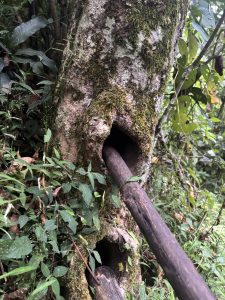 A tree with two holes in it.  Each hole has a wooden pole coming out of it.