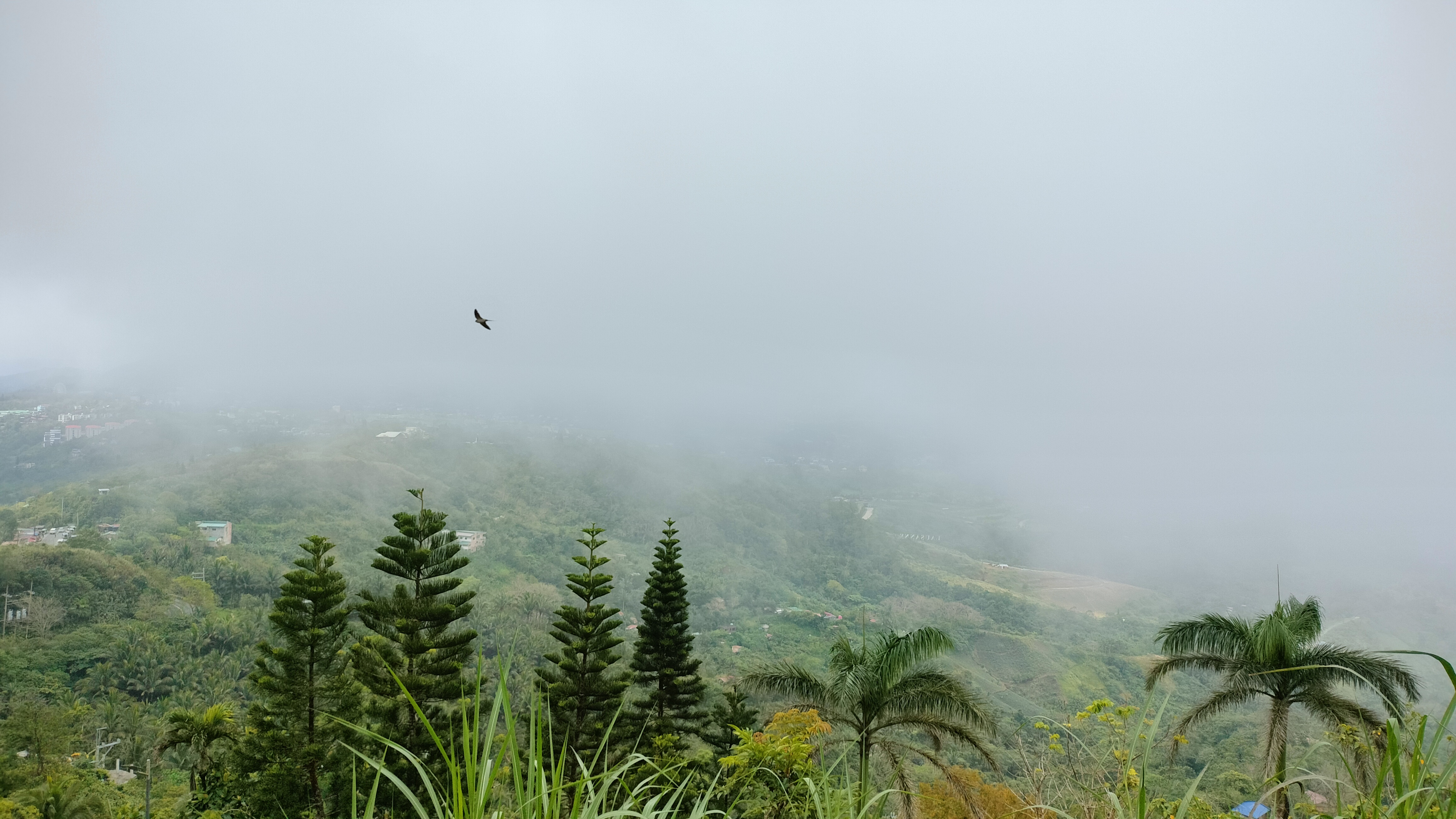 Misty hills with conifers, palms, and a lone bird fading into dense clouds. A photo captured on hills of Tagatay city.