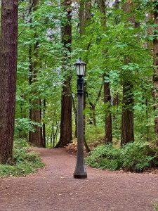 Unlit vintage lamppost centered on a dirt path winding through tall, leafy trees in a quiet forest; green canopy above, soft brown undergrowth below.
