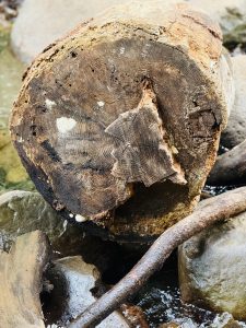 A close-up of a cut tree trunk showing its age rings and decay, nestled among creek rocks. Taken in the Columbia River Gorge National Scenic Area, Oregon. 
