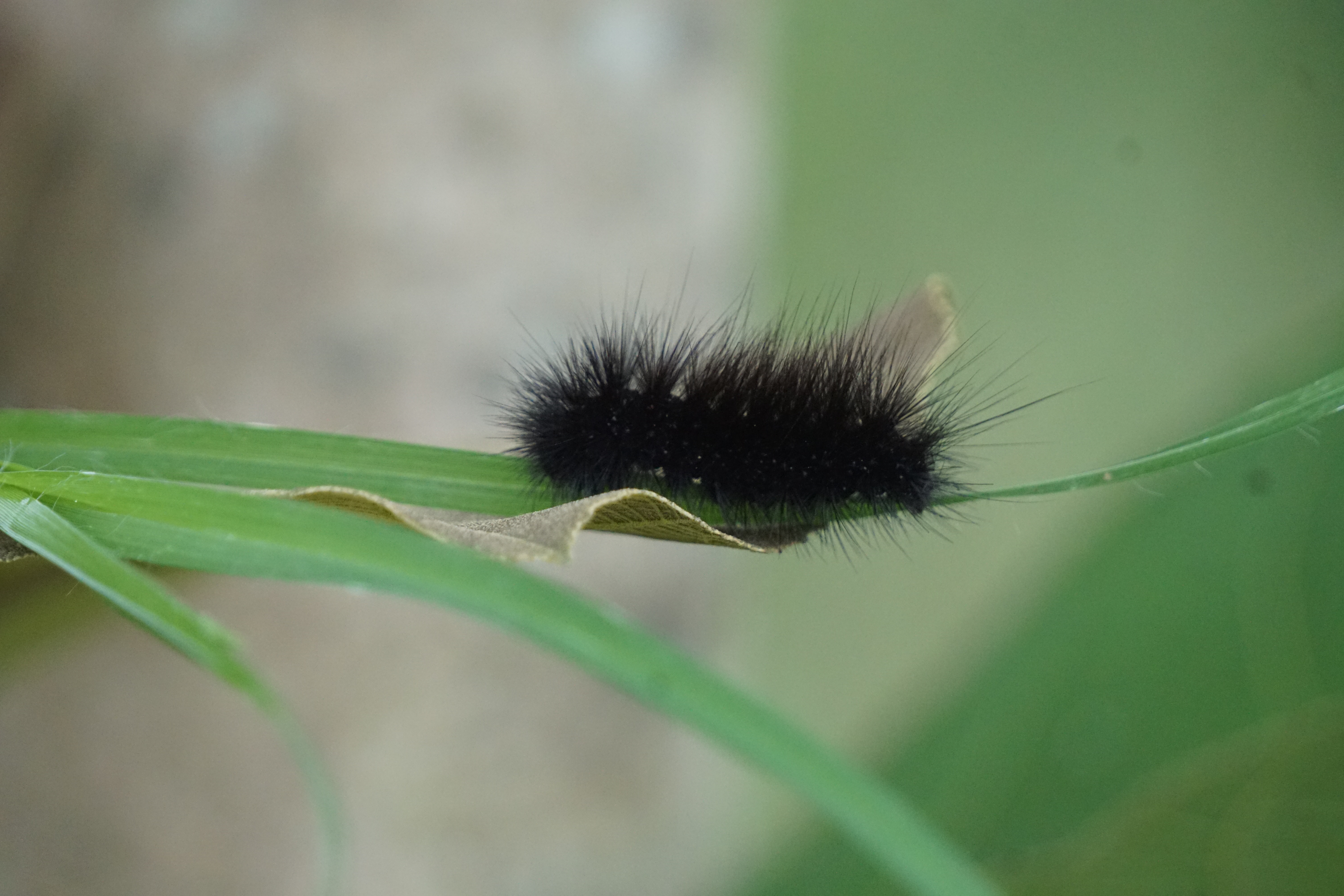 A black furry caterpillar resting on a green leaf against a blurred background.