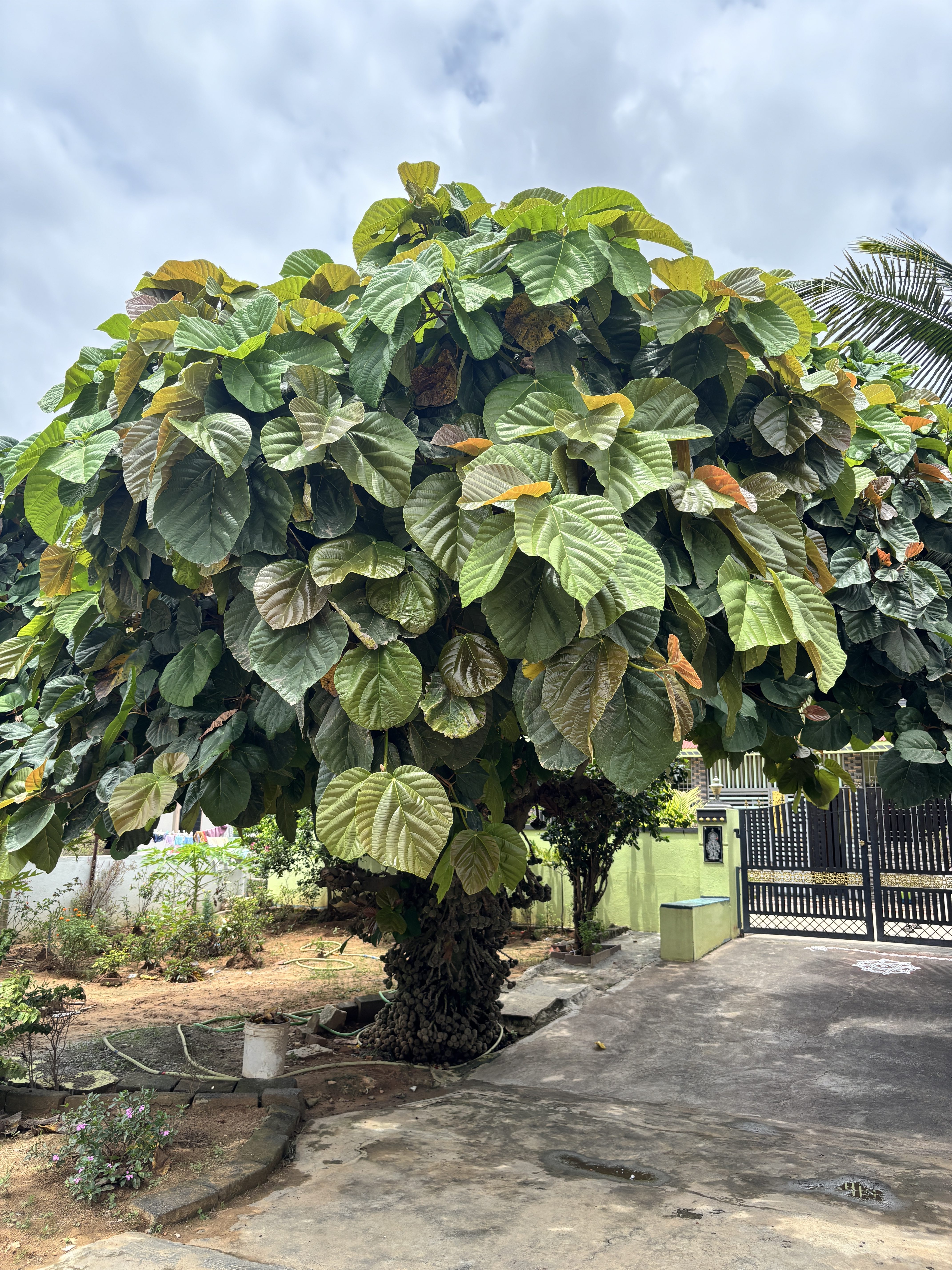A lush fig tree with broad green leaves, found at Chikkatirupathi, Malur Taluk, Kolar district, Karnataka, India.