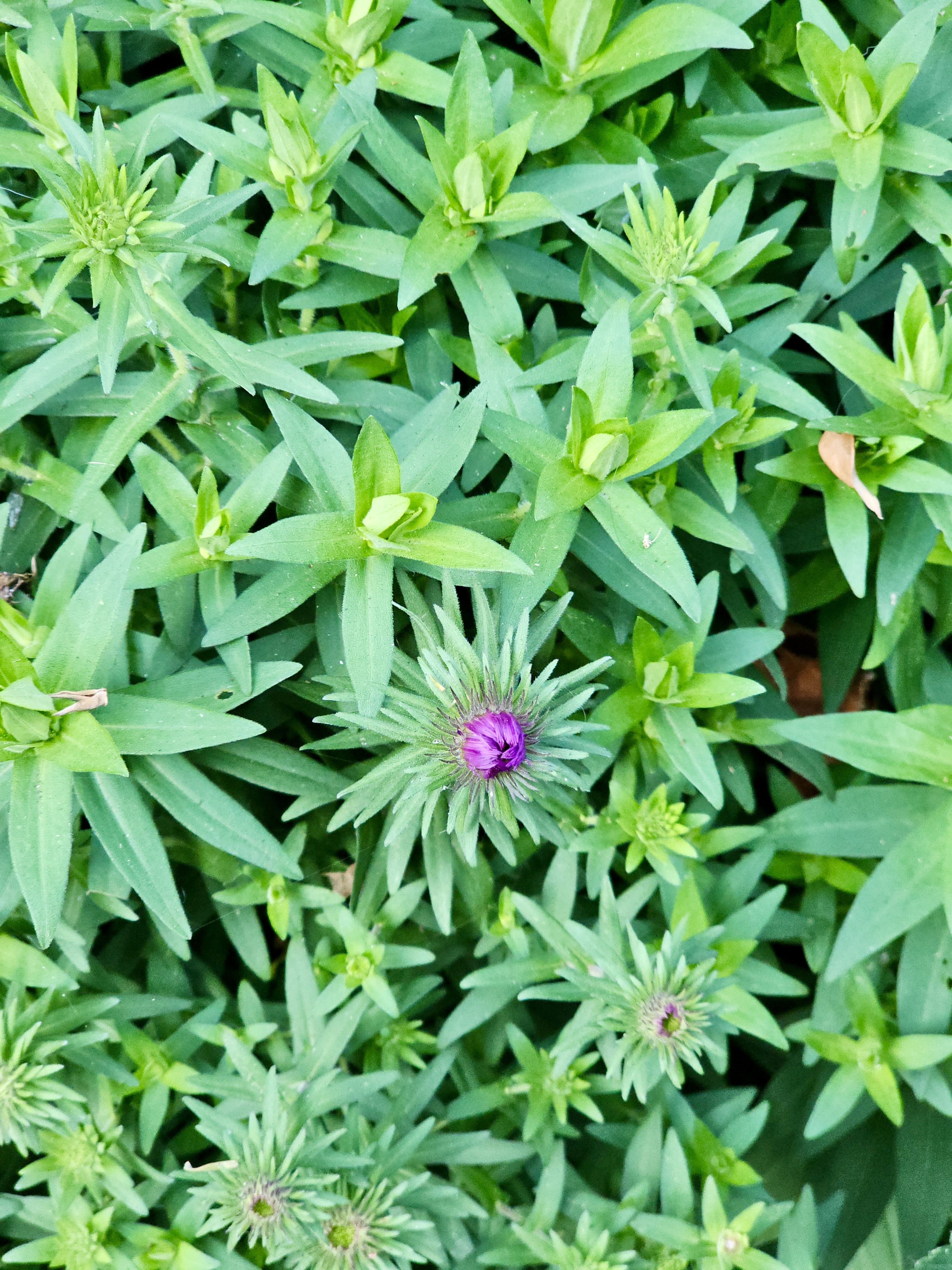 Fresh green foliage with a single purple flower bud starting to bloom. Photo taken in the evening at Pittock Mansion, Portland. 