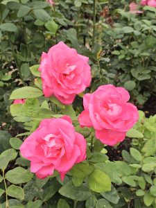 Three vivid pink roses blooming closely together, forming a cheerful cluster. Captured at the International Rose Test Garden, Portland, in the evening. 