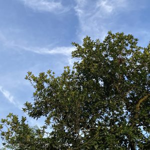 A lush green tree with dense foliage is prominently featured in the foreground, under a bright blue sky with wispy clouds.