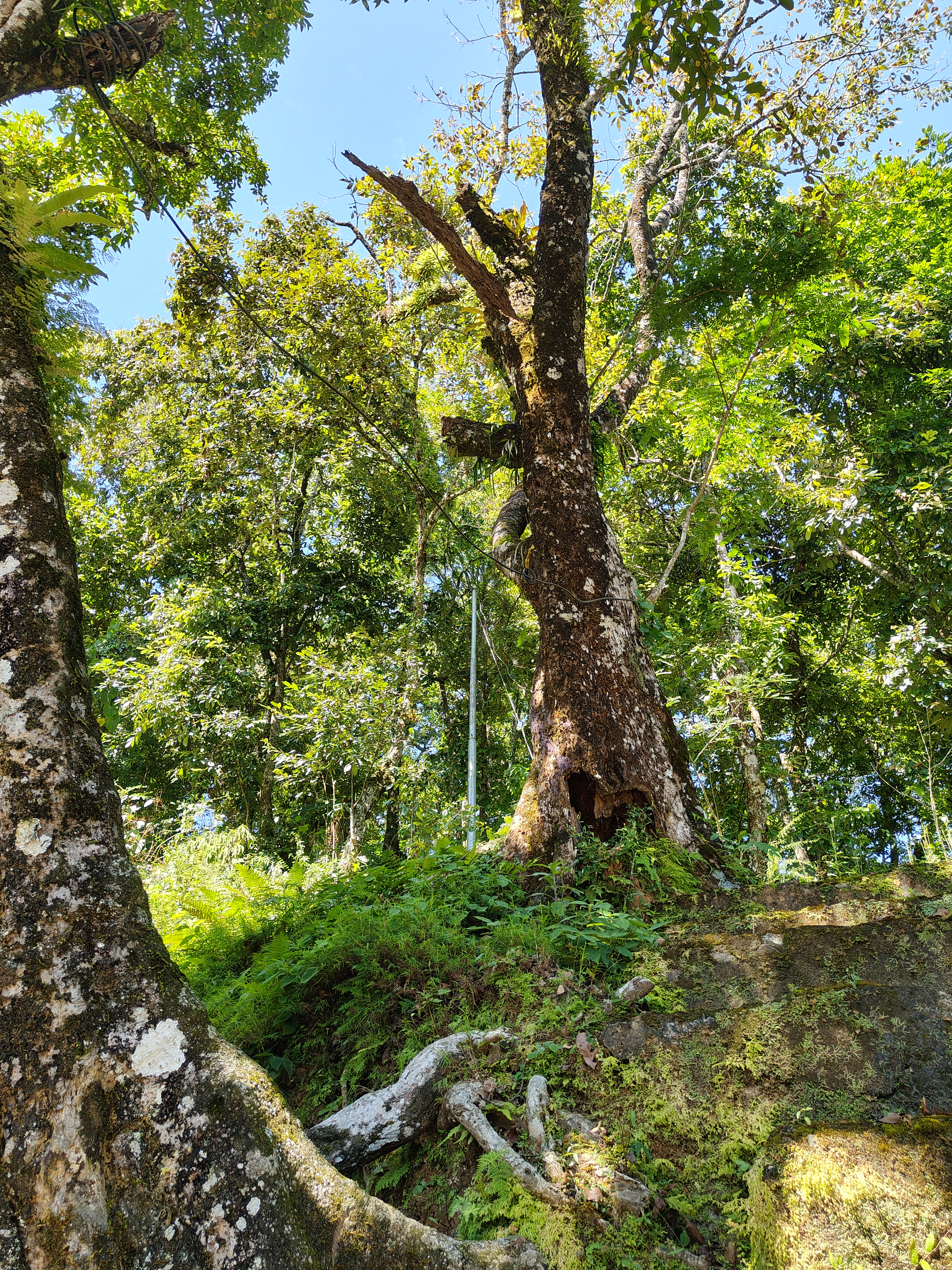A view of a lush forest, featuring a large, textured tree trunk with moss and patches of lichen.