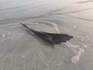 A large, curved piece of dark wood lies partially submerged in shallow water on a sandy beach, with gentle waves lapping around it.