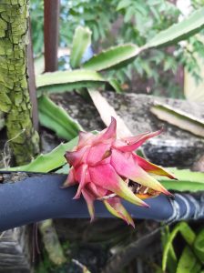 A close-up of a ripe dragon fruit growing on a plant, with vibrant pink and yellow hues
