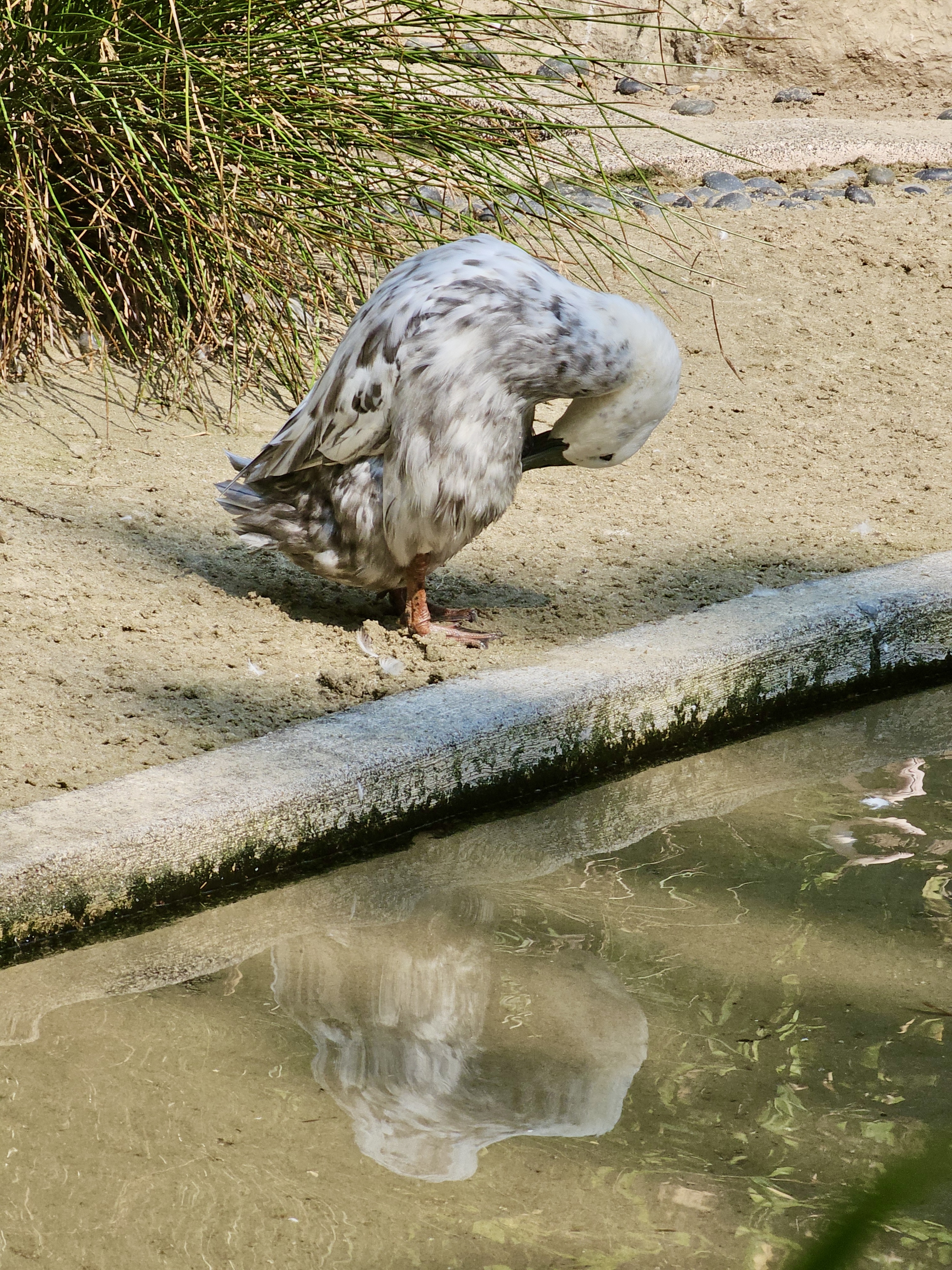 A white and grey duck cleans its feathers beside a small pond, with its reflection visible in the water. Taken at the Oregon Zoo, Portland, Oregon. 