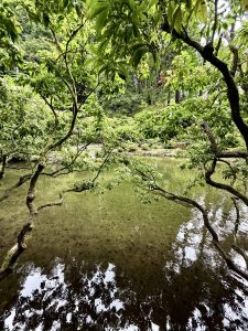 Clear pond water reflects twisted branches and lush green foliage, creating a peaceful scene at the Japanese Garden in Portland, surrounded by serene natural beauty. 