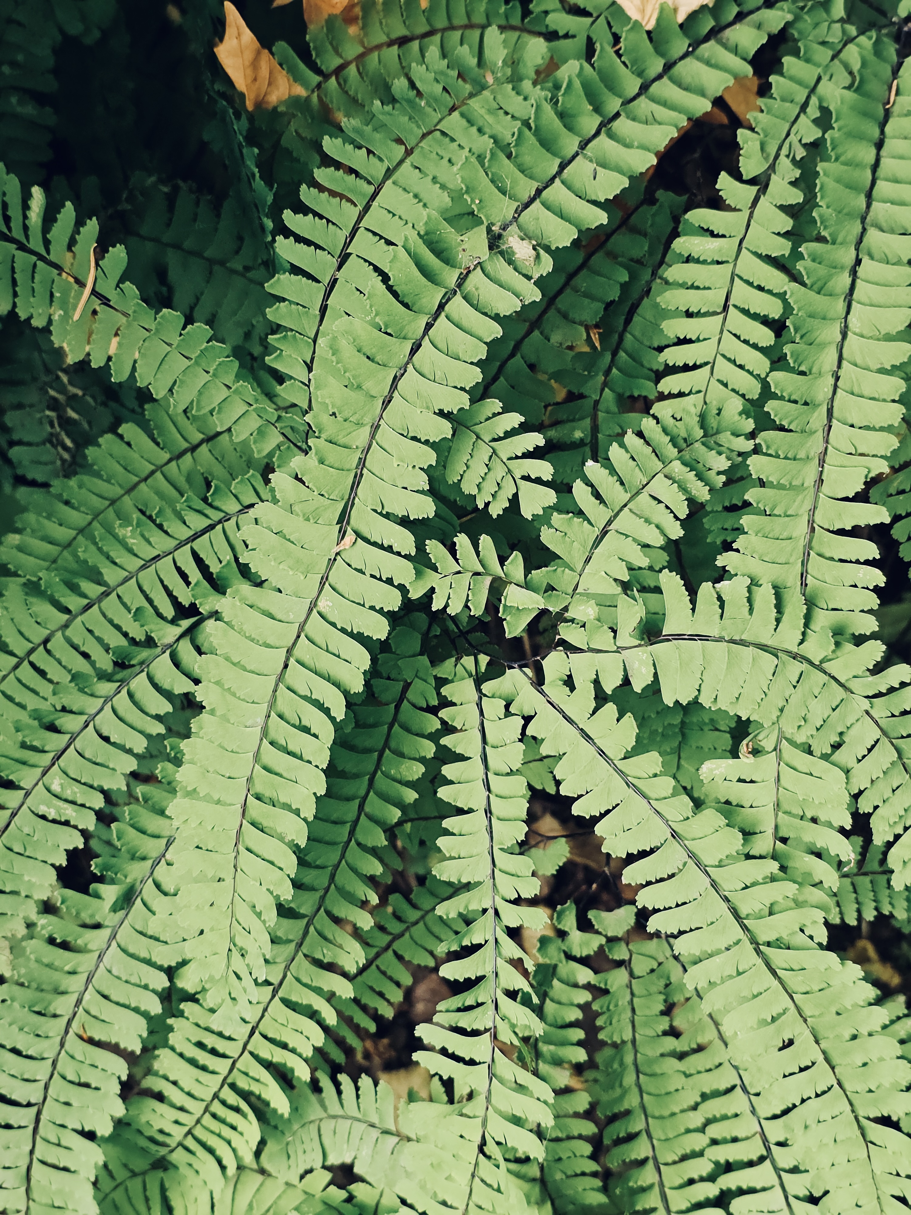Close-up of a bright green fern showing detailed leaf patterns and textures. Shot in the Columbia River Gorge National Scenic Area, Oregon. 