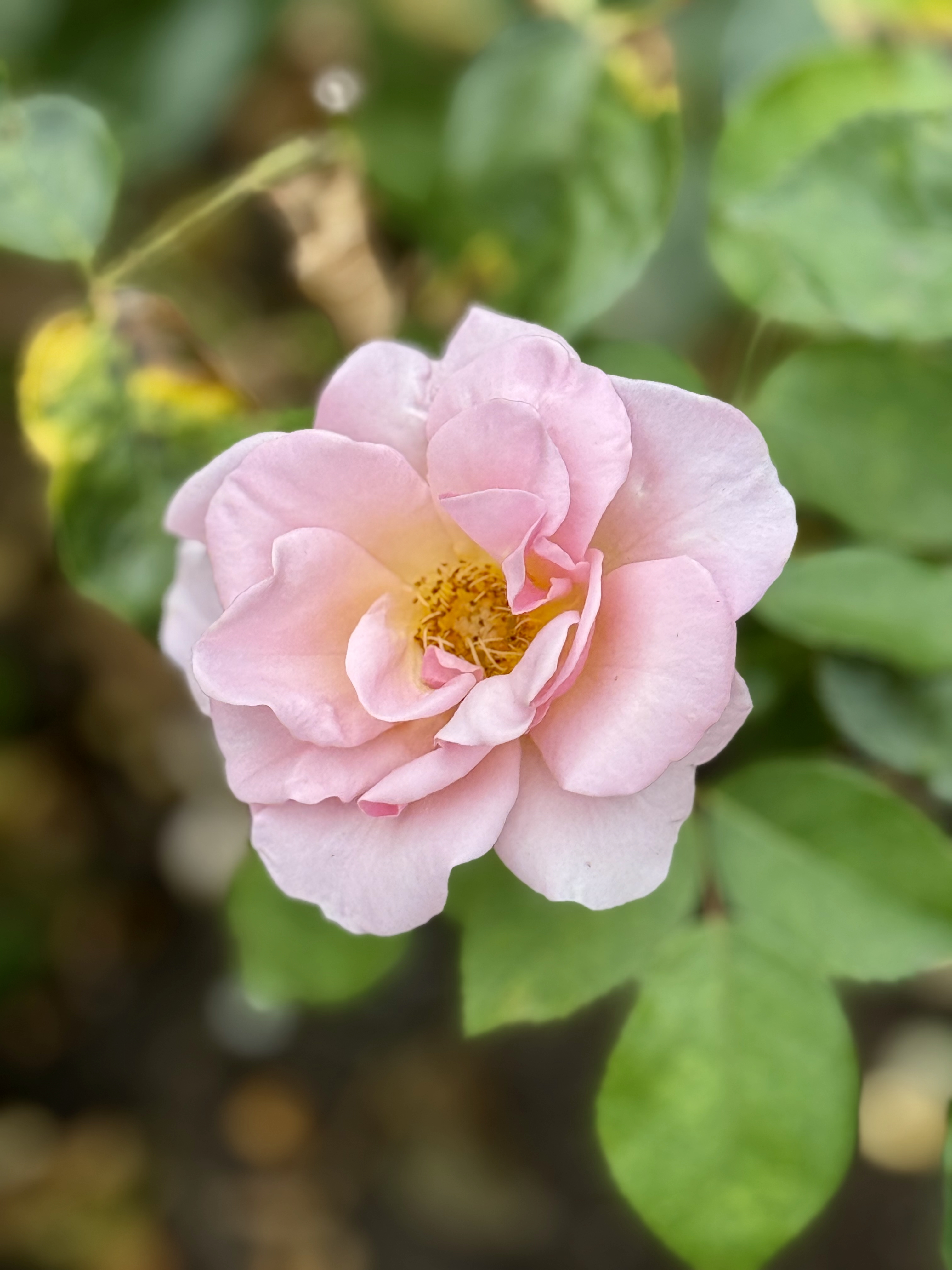 A soft pink rose with delicate petals and a yellow center, blooming among green leaves. Taken at the International Rose Test Garden, Portland, in the evening. 