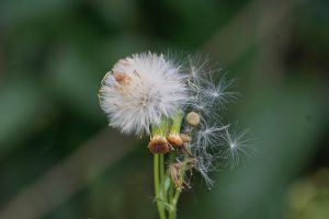 Close-up of a dandelion seed head with delicate white seeds starting to disperse against a blurred green background.