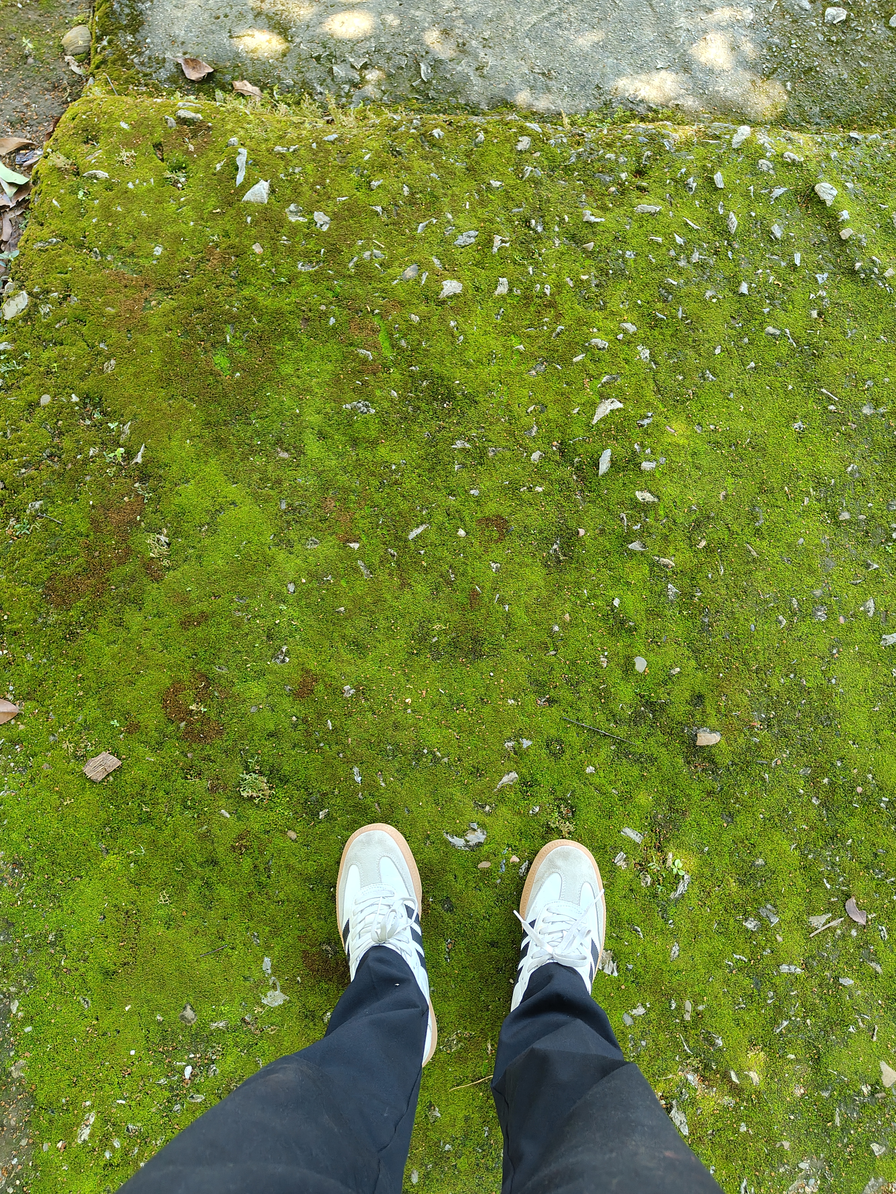 A pair of white sneakers stands on a vibrant green moss-covered surface, surrounded by small stones and leaves. 