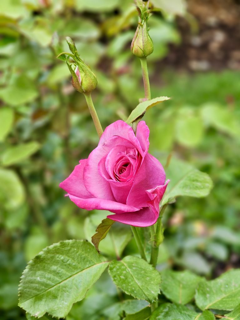A bright pink rose bud beginning to open, flanked by two green buds above, taken at the International Rose Test Garden, Portland, in the evening.