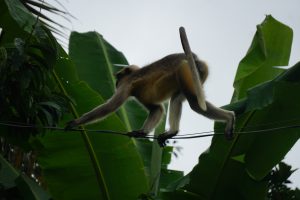 A monkey is seen walking along a thin wire, with its body extended and tail raised. 