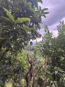 A lush, green landscape filled with various trees and dense foliage. 