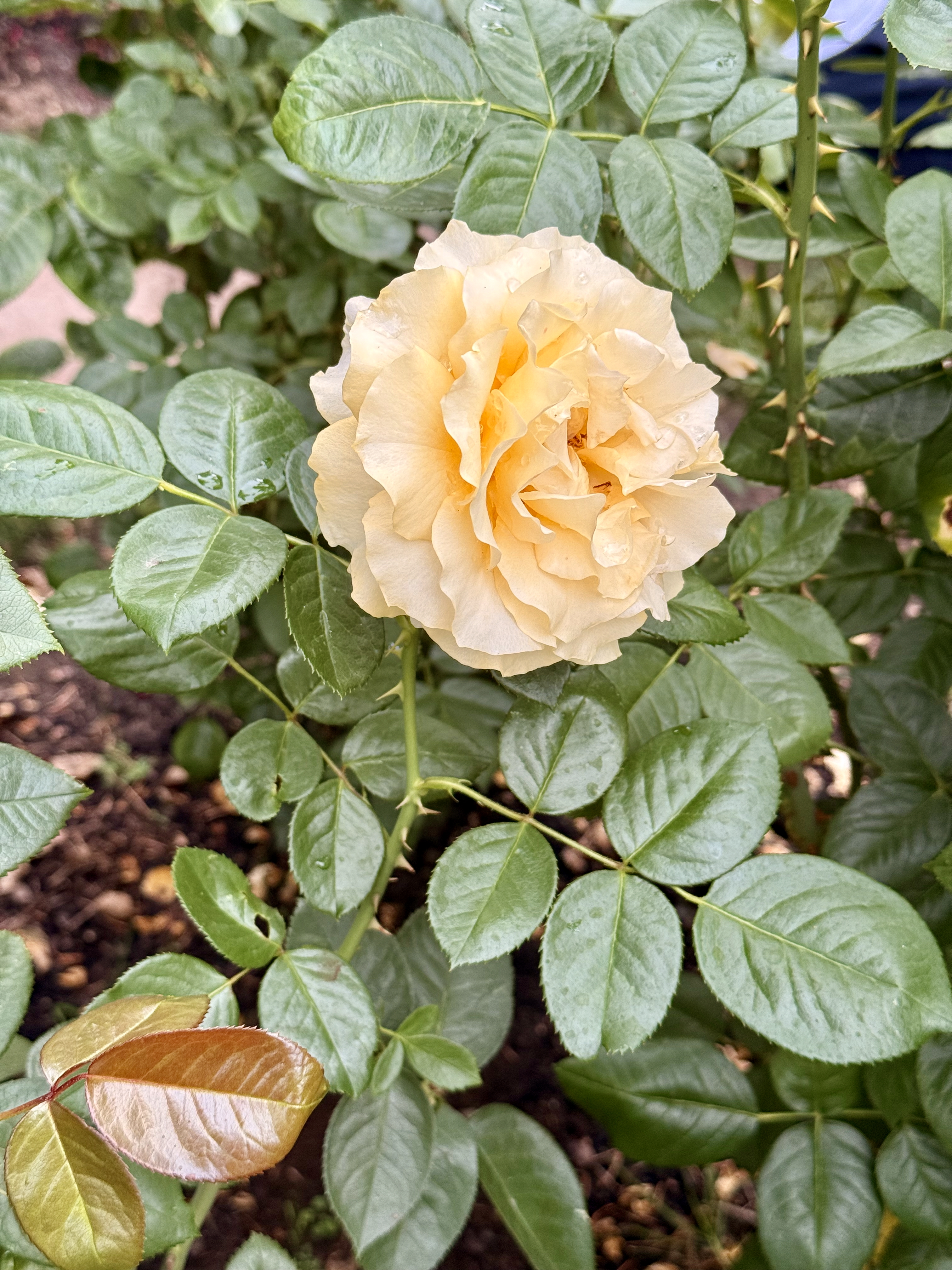 Single yellow rose covered with tiny water droplets, surrounded by glossy green leaves. Evening capture at the International Rose Test Garden, Portland, Oregon. 