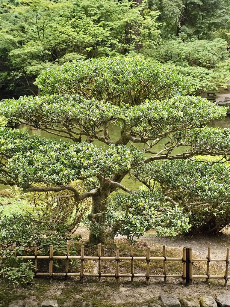 A well-shaped tree with dense, round green foliage, growing behind a bamboo fence near a pond. Captured at Portland Japanese Garden.