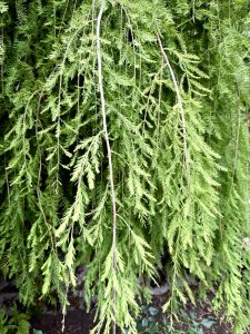 Close-up of soft green hanging branches of a weeping conifer tree, with delicate needle-like leaves. Captured in the natural surroundings of Washington Park, Portland. 