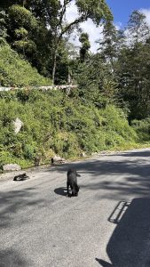 A black dog is walking on a paved road in a mountainous area, with lush greenery and trees in the background while another dog sleeps on the road. 