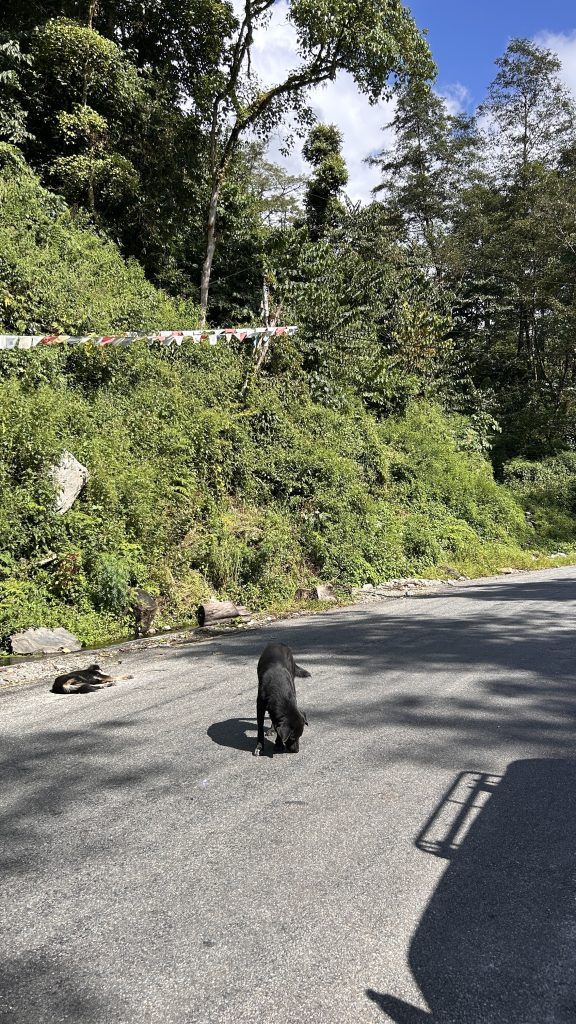 A black dog is walking on a paved road in a mountainous area, with lush greenery and trees in the background while another dog sleeps on the road.