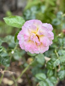 A soft pink and yellow rose blooming in the evening light at the International Rose Test Garden, Portland. The flower’s gentle colors and ruffled petals stand out against a soft green background. 