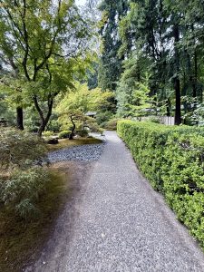 A winding gravel path flows between trimmed hedges and maple trees in a quiet garden setting. Photo taken at Portland Japanese Garden, Oregon. 