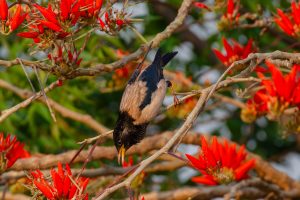 A Rosy Starling bird perched on a branch surrounded by vibrant red flowers. 
