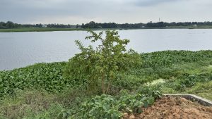 A young guava tree stands alone on a riverbank, surrounded by a thick carpet of green water hyacinths
